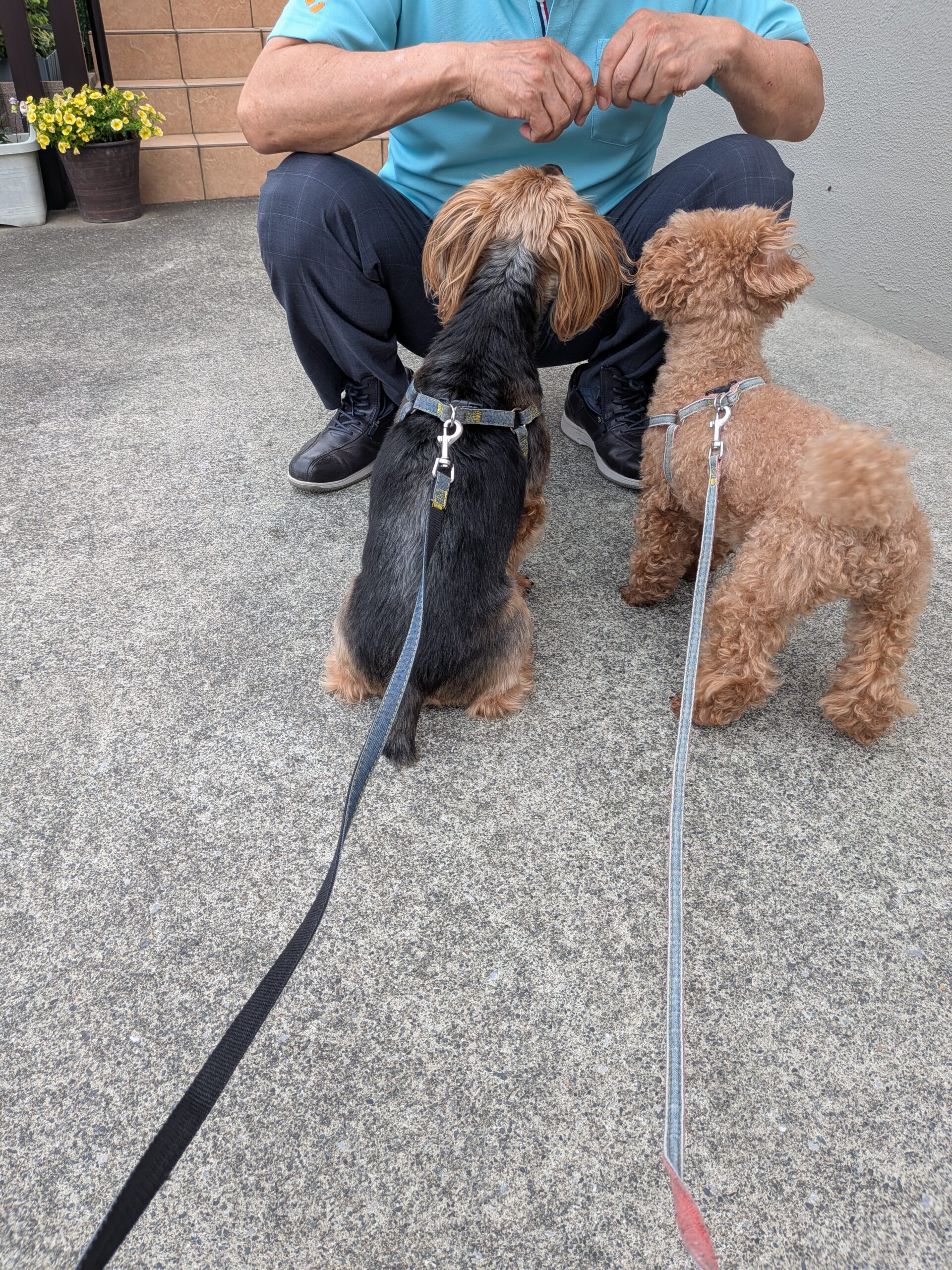 食い意地犬