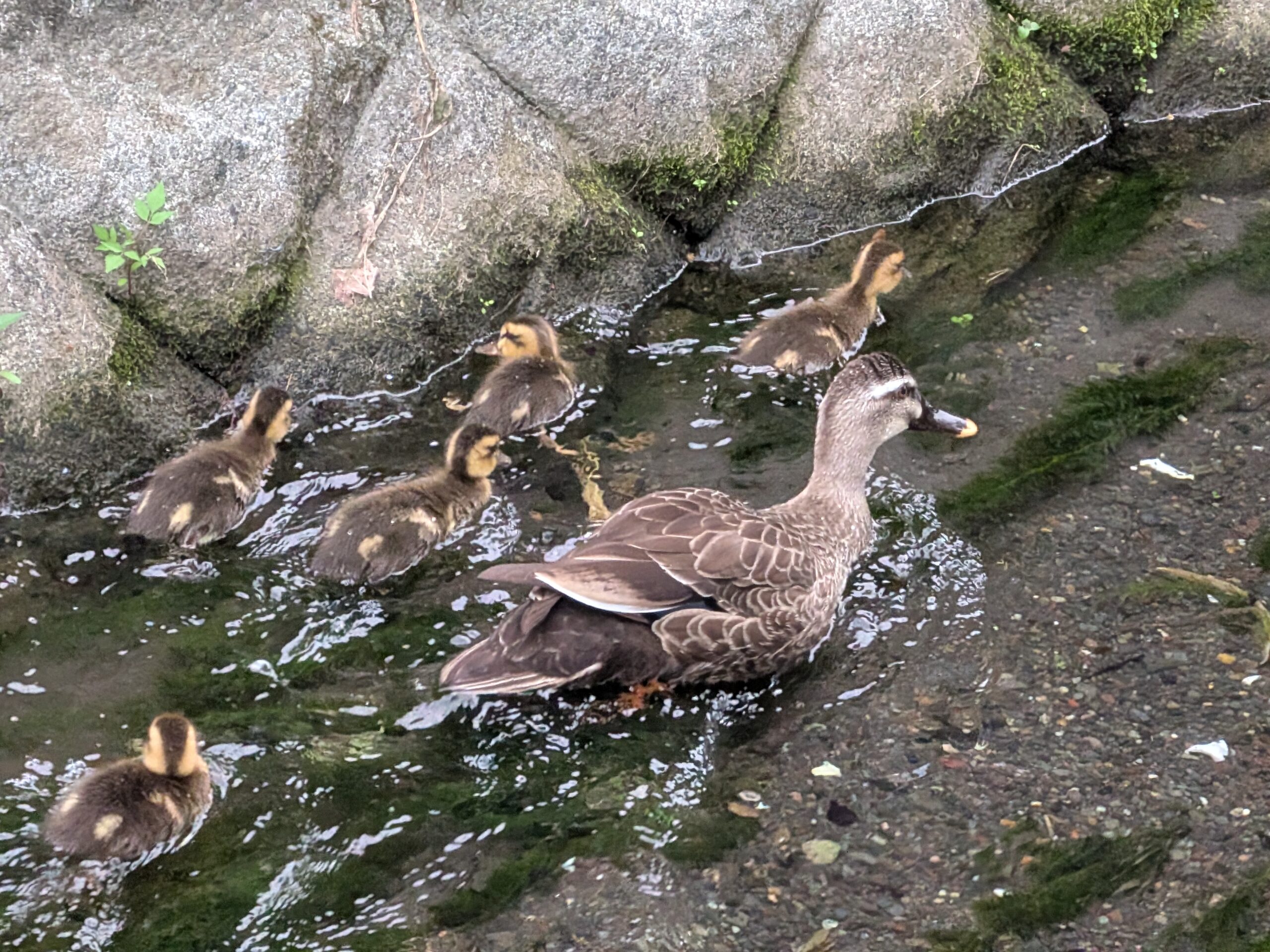 カモ